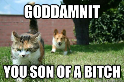 GODDAMNIT YOU SON OF A BITCH  Grumpy Cat