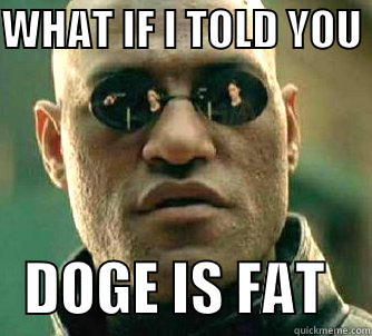 WHAT IF I TOLD YOU     DOGE IS FAT    Matrix Morpheus