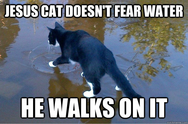 JESUS CAT DOESN'T FEAR WATER HE WALKS ON IT  