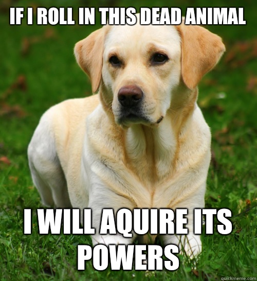 IF i roll in this dead animal I will aquire its powers  Dog Logic