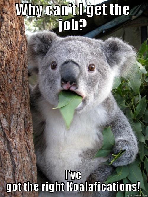 WHY CAN'T I GET THE JOB? I'VE GOT THE RIGHT KOALAFICATIONS! koala bear