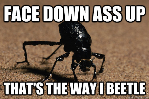 Face down Ass up That's the way i beetle  face down ass up beetle