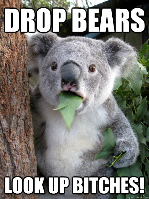 DROP BEARS LOOK UP BITCHES! - DROP BEARS LOOK UP BITCHES!  koala bear