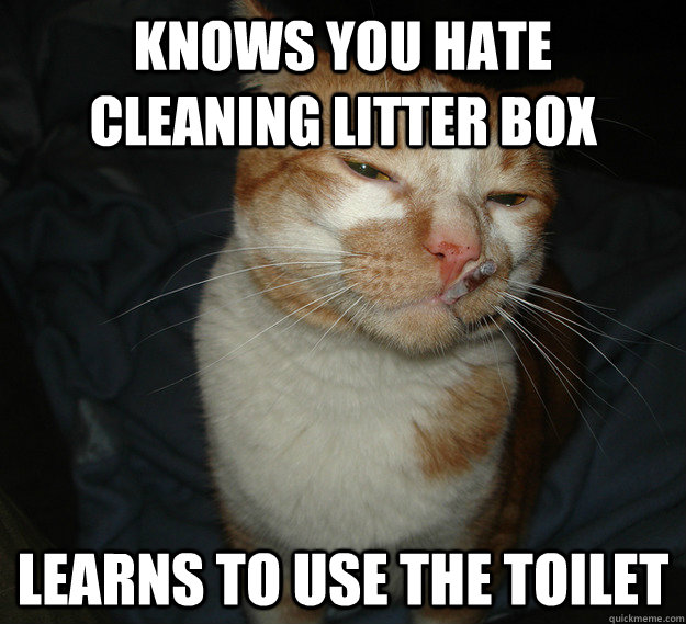 Knows you hate cleaning litter box Learns to use the toilet - Knows you hate cleaning litter box Learns to use the toilet  Cool Cat Craig