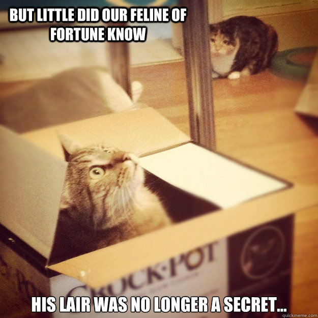 But little did our feline of fortune know his lair was no longer a secret...  Cats wife