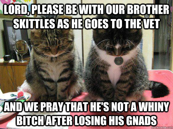 Lord, please be with our brother skittles as he goes to the vet and we pray that he's not a whiny bitch after losing his gnads  Praying cats