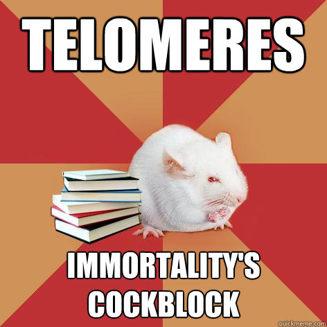 Telomeres immortality's cockblock  Science Major Mouse