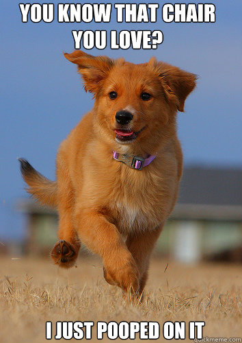 you know that chair you love? i just pooped on it  Ridiculously Photogenic Puppy