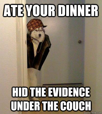 ATE YOUR DINNER HID THE EVIDENCE UNDER THE COUCH  Scumbag dog