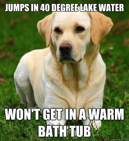 Jumps in 40 degree lake water won't get in a warm bath tub  Dog Logic