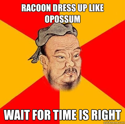 racoon dress up like opossum wait for time is right - racoon dress up like opossum wait for time is right  Confucius says