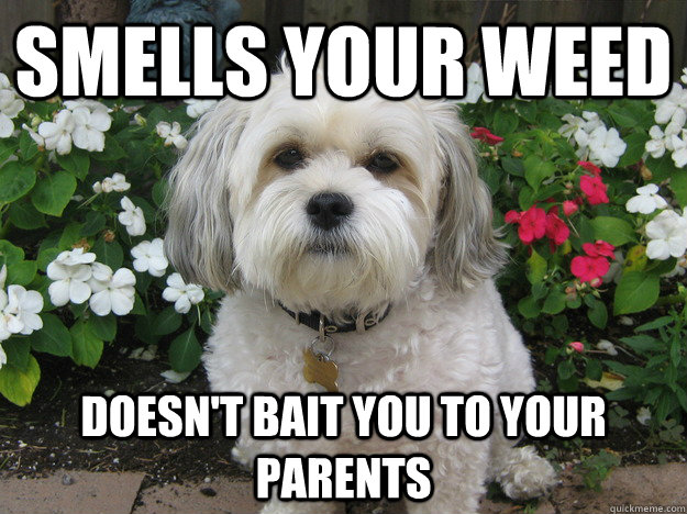 smells your weed doesn't bait you to your parents - smells your weed doesn't bait you to your parents  Misc