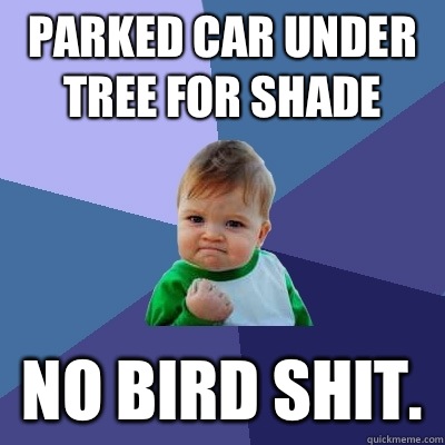 Parked car under tree for shade No bird shit.  - Parked car under tree for shade No bird shit.   Success Kid