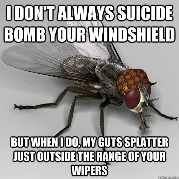 I don't always suicide bomb your windshield but when I do, my guts splatter just outside the range of your wipers  Scumbag Fly
