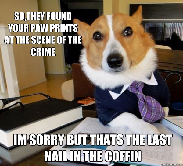 so,they found your paw prints at the scene of the crime im sorry but thats the last nail in the coffin  Lawyer Dog