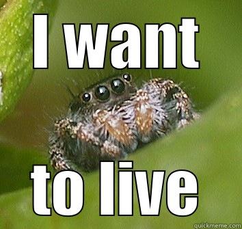 I WANT TO LIVE Misunderstood Spider