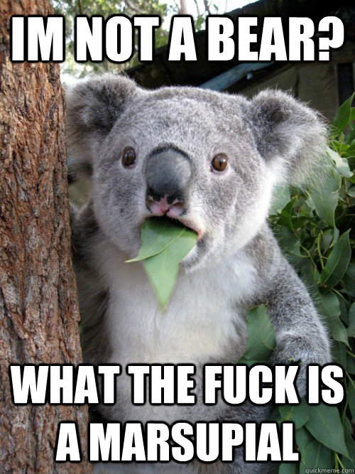 im not a bear? What the fuck is a marsupial  Surprised Koala