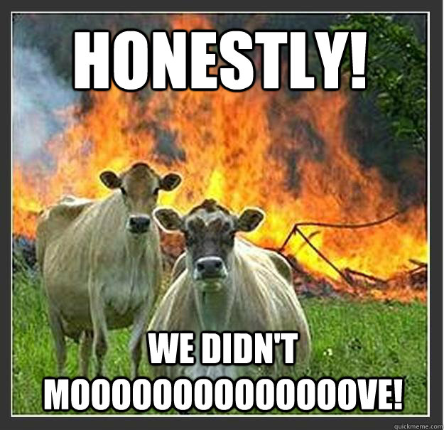 Honestly! We didn't moooooooooooooove!  Evil cows