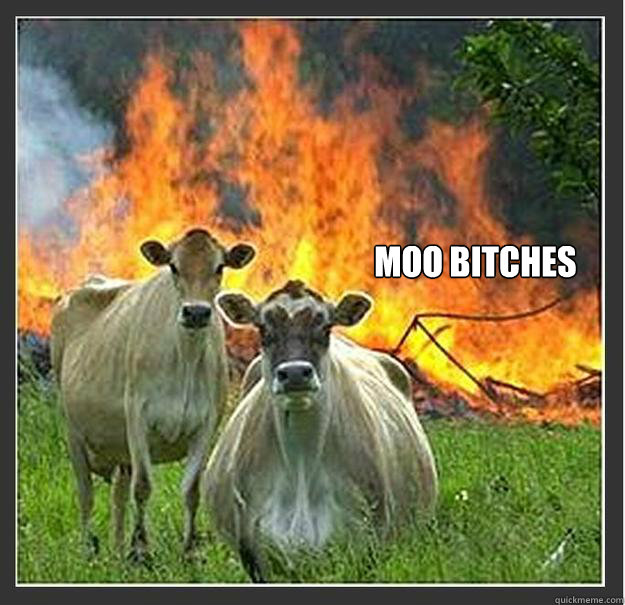 Moo Bitches   Evil cows