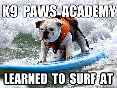 k9  paws  academy learned  to  surf  at  