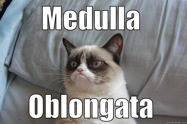 after today - MEDULLA OBLONGATA Grumpy Cat