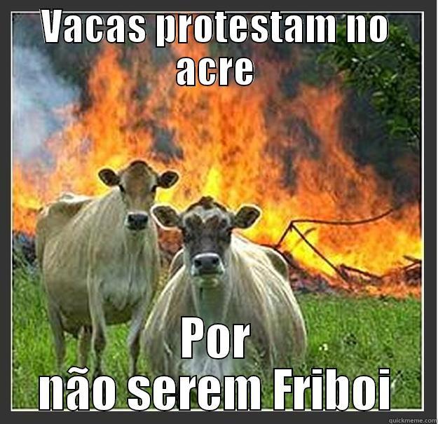 VACAS PROTESTAM NO ACRE POR NÃO SEREM FRIBOI Evil cows