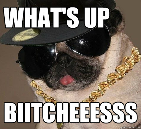 What's up Biitcheeesss  Gangster Pug