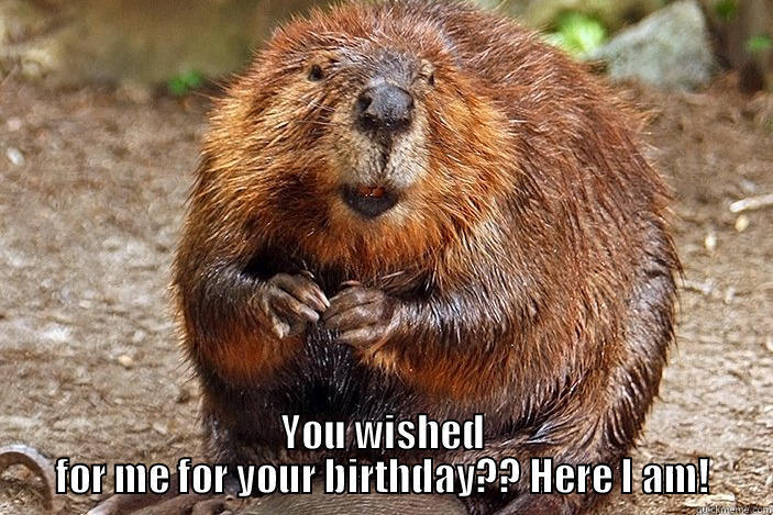 beaver anyone? -  YOU WISHED FOR ME FOR YOUR BIRTHDAY?? HERE I AM! Misc