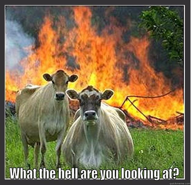  WHAT THE HELL ARE YOU LOOKING AT? Evil cows