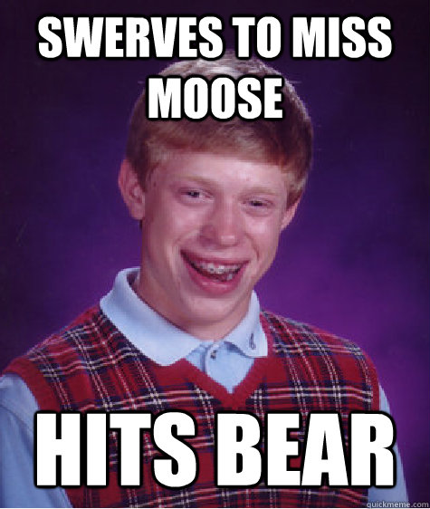 Swerves to miss moose Hits bear - Swerves to miss moose Hits bear  Bad Luck Brian