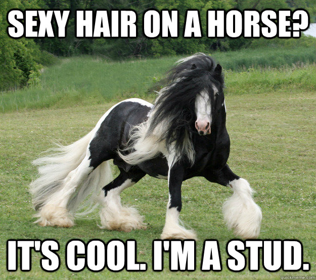 Sexy hair on a horse? It's cool. I'm a stud.  - Sexy hair on a horse? It's cool. I'm a stud.   sexy horse