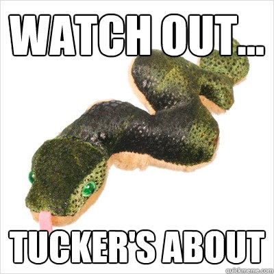 Watch out... Tucker's about  