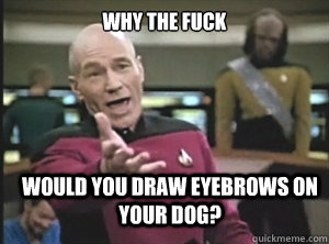 why the fuck would you draw eyebrows on your dog?  Annoyed Picard