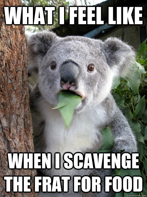 What I feel like when i scavenge the frat for food - What I feel like when i scavenge the frat for food  koala bear