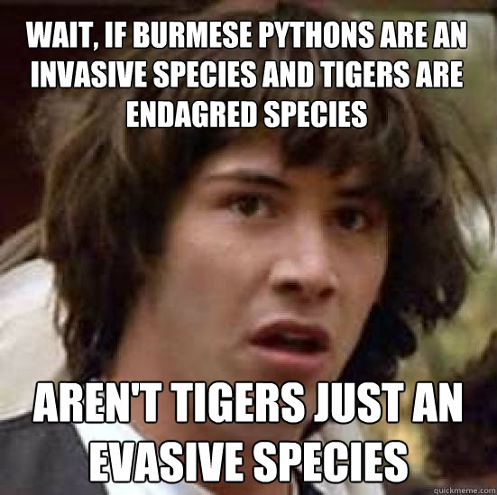 WAIT, IF BURMESE PYTHONS ARE AN INVASIVE SPECIES AND TIGERS ARE ENDAGRED SPECIES AREN'T TIGERS JUST AN EVASIVE SPECIES - WAIT, IF BURMESE PYTHONS ARE AN INVASIVE SPECIES AND TIGERS ARE ENDAGRED SPECIES AREN'T TIGERS JUST AN EVASIVE SPECIES  conspiracy keanu