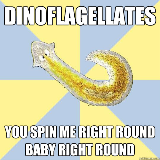 Dinoflagellates you spin me right round baby right round  Bio Major Planarian