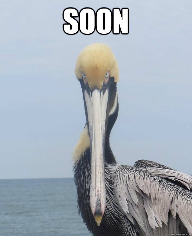 SOON   Foreboding Pelican