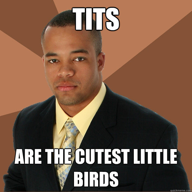 tits are the cutest little birds  Successful Black Man