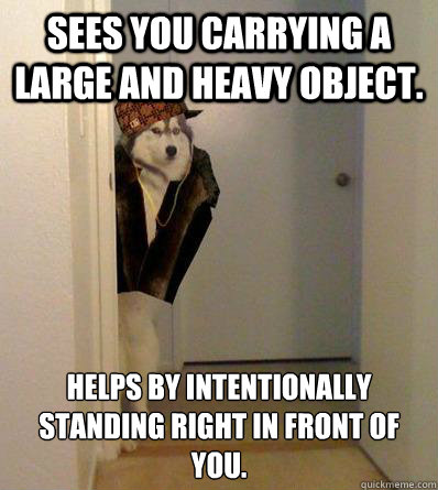 SEES YOU CARRYING A LARGE AND HEAVY OBJECT. HELPS BY INTENTIONALLY STANDING RIGHT IN FRONT OF YOU.  Scumbag dog