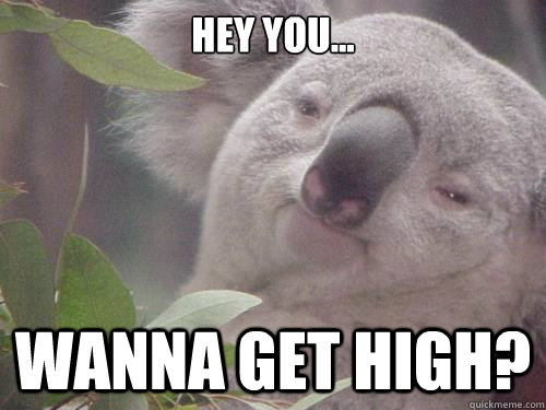 Hey you... wanna get high? - Hey you... wanna get high?  Baked Koala