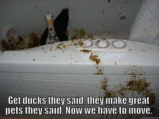 GET DUCKS THEY SAID, THEY MAKE GREAT PETS THEY SAID. NOW WE HAVE TO MOVE. Misc