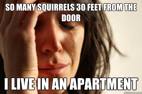 So many squirrels 30 feet from the door i live in an apartment   First World Problems