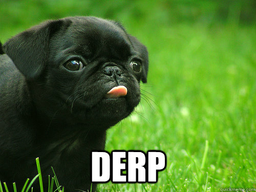  derp  Derpy pug