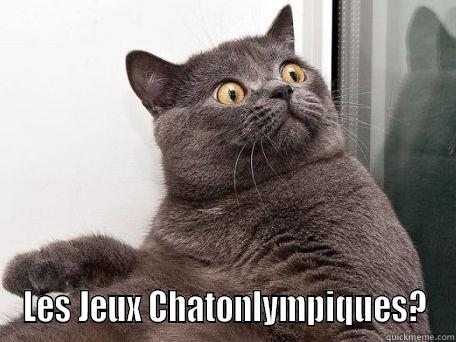  LES JEUX CHATONLYMPIQUES? conspiracy cat