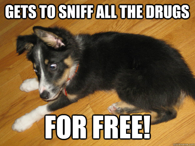 gets to sniff all the drugs for free! - gets to sniff all the drugs for free!  Scumbag Drug Dog