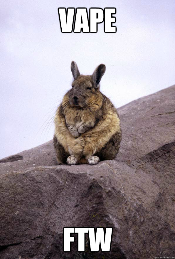 VAPE FTW  Wise Wondering Viscacha