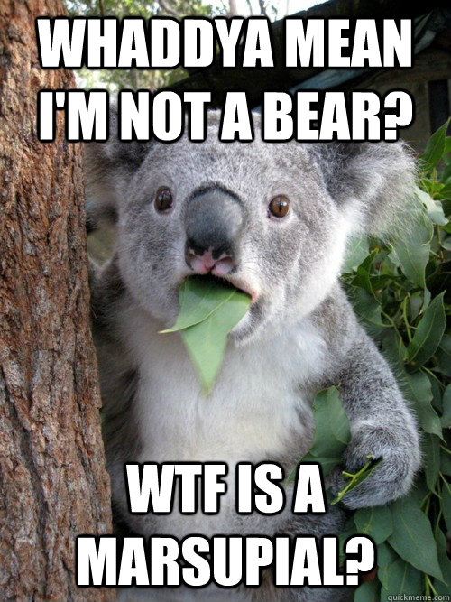 Whaddya mean I'm not a bear? WTF is a marsupial? - Whaddya mean I'm not a bear? WTF is a marsupial?  koala bear