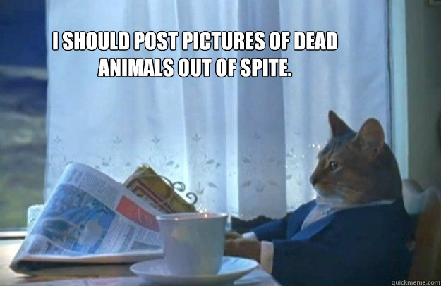 I should post pictures of dead animals out of spite.  Sophisticated Cat