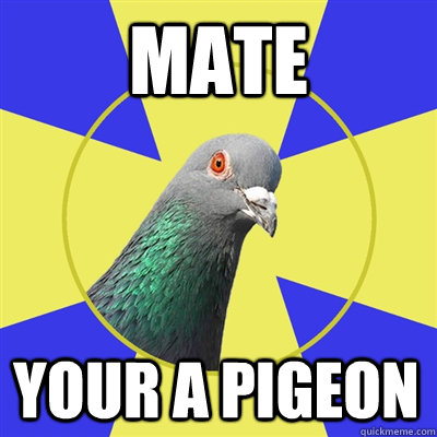 Mate  your a pigeon  Religion Pigeon