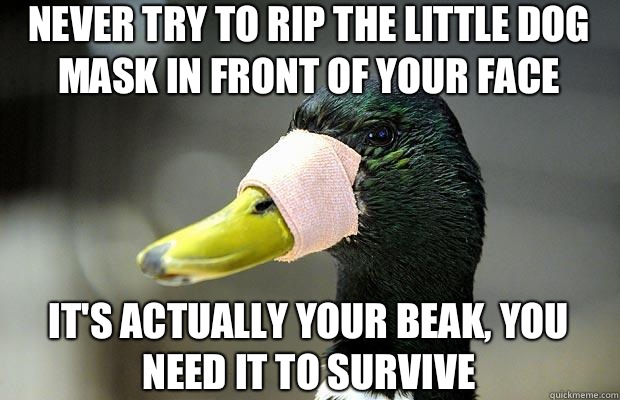 never try to rip the little dog mask in front of your face It's actually your beak, you need it to survive - never try to rip the little dog mask in front of your face It's actually your beak, you need it to survive  Actual Advice Mallard